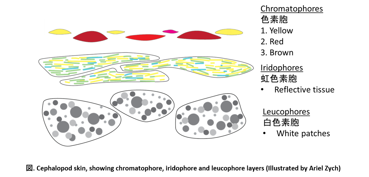 コース 頭足類の魅力的な世界 LASBOS Moodle